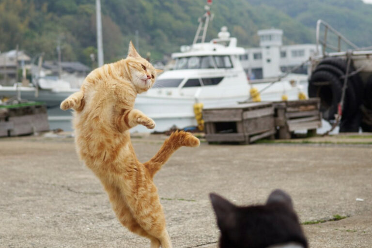 ballet cat in harbor