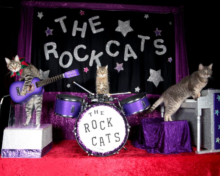 the rock cats